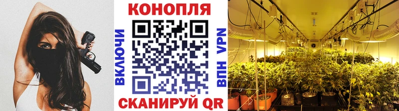 darknet наркотические препараты  Шилка  Марихуана MAZAR 